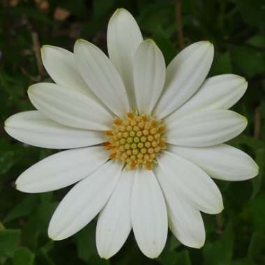 Osteospermum Ecklonis 'Voltage White '