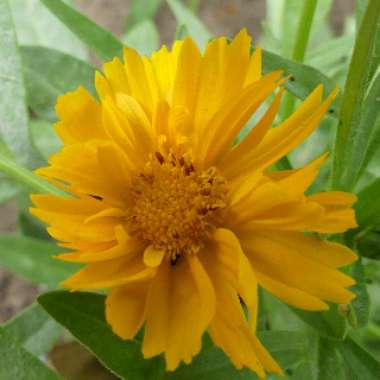 Coreopsis grandiflora 'Early Sunrise'