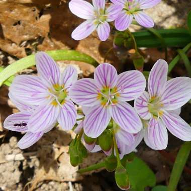 Claytonia virginica