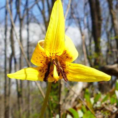 Erythronium americanum