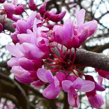 Cercis Canadensis