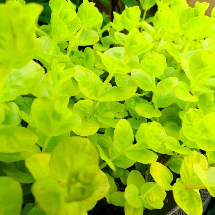 Plant image Lysimachia nummularia 'Aurea'