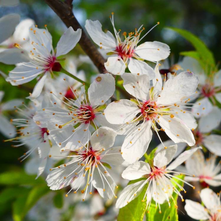 Plant image Prunus Americana