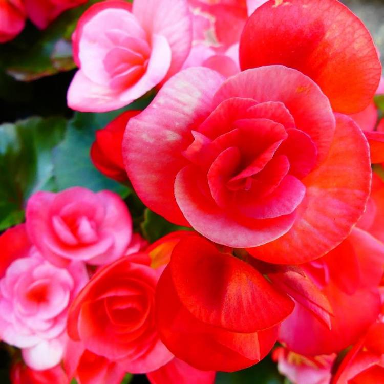 Plant image Begonia x hiemalis 'Elatior'