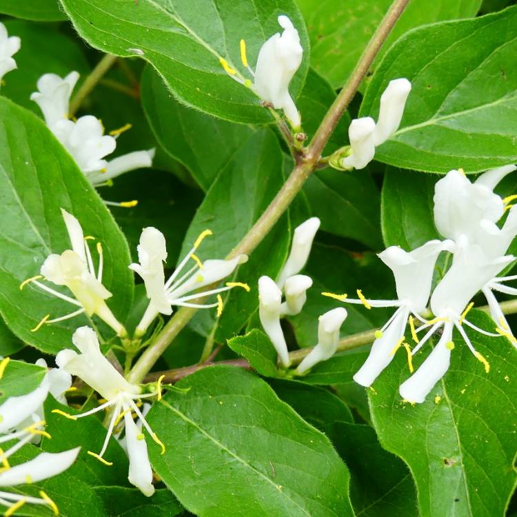 Plant image Lonicera maackii