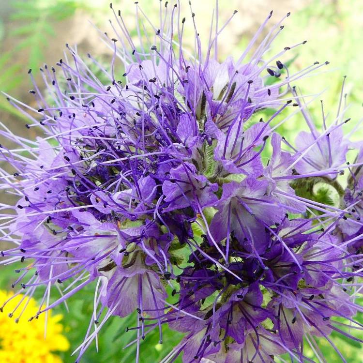 Plant image Phacelia tanacetifolia