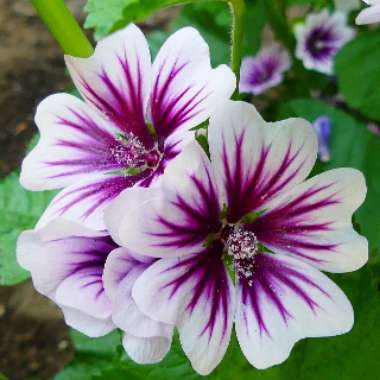 Malva Sylvestris 'Zebrina' syn. Alcea rosea 'Zebrina'