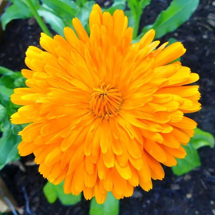 Plant image Calendula officinalis