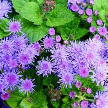 Ageratum houstonianum 'Agsantis' (Artist Basso Series) syn. Ageratum houstonianum 'Artist Basso Blue'