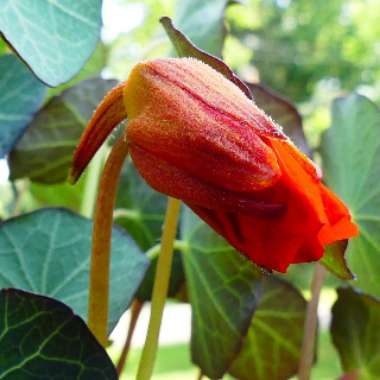 Tropaeolum majus 'Jewel Mix' (Mix)