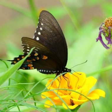 Zinnia elegans