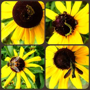 Rudbeckia 'Horrid'