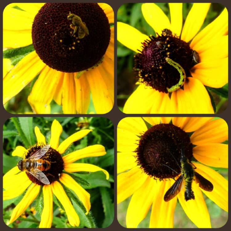 Plant image Rudbeckia 'Horrid'