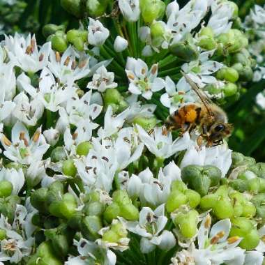 Allium tuberosum