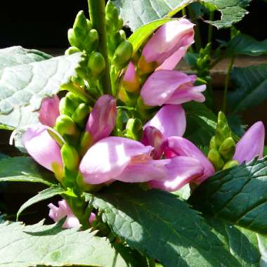 Chelone lyonii 'Hot Lips'