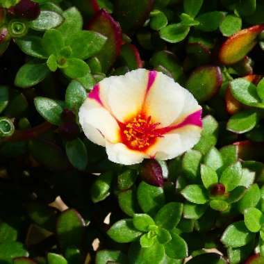 Portulaca oleracea