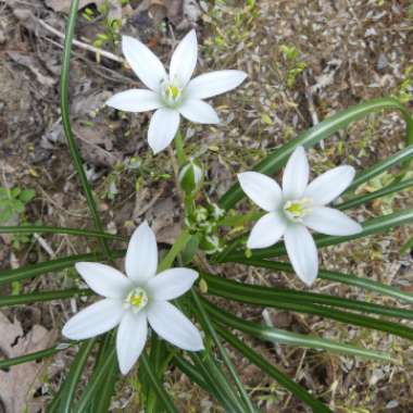 Ornithogalum umbellatum