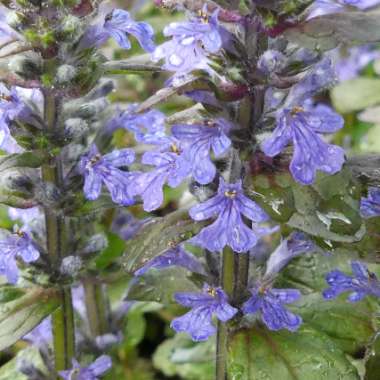 Ajuga reptans 'Braunherz'