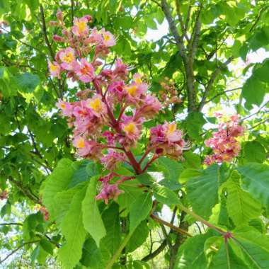 Aesculus x carnea