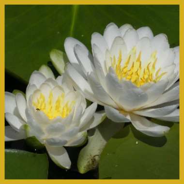 Nymphaea