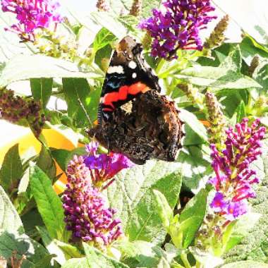 Buddleja