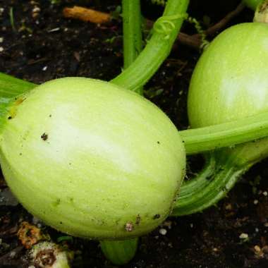 Cucurbita pepo 'Spaghetti'