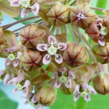 Asclepias syriaca