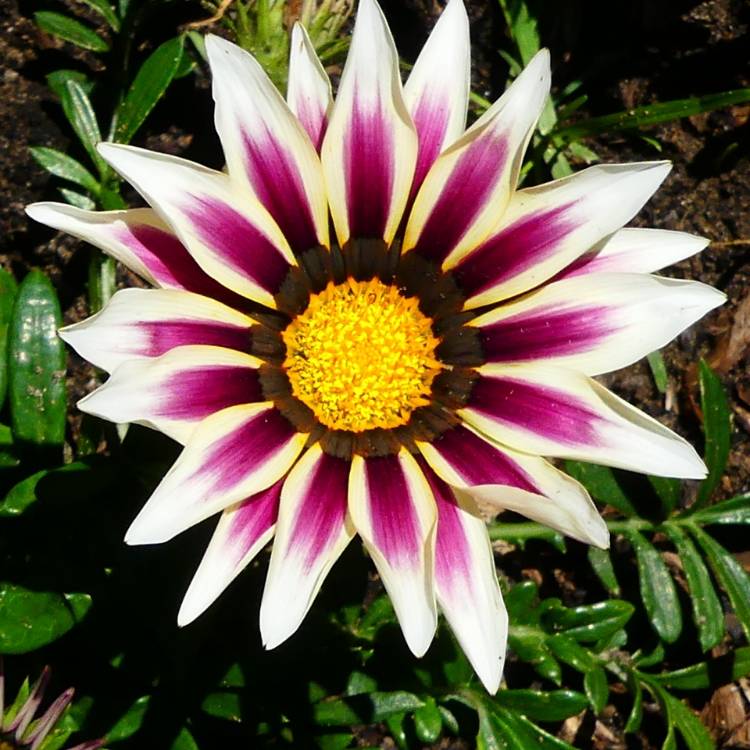 Plant image Gazania 'Daybreak Mix'