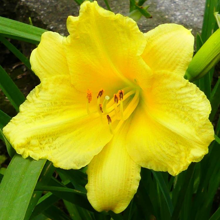 Plant image Hemerocallis lilioasphodelus