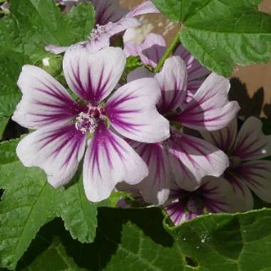 Zebra Mallow