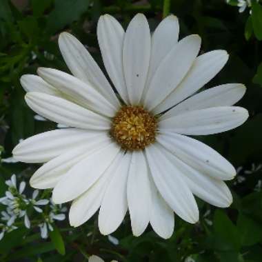 African Daisy'Voltage White '