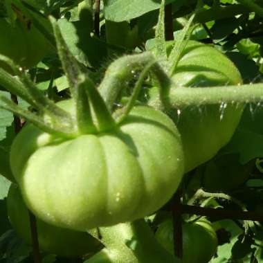 Tomato 'Cherokee Purple' (Beefsteak Tomato)