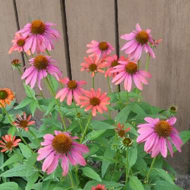 Coneflower 'Cheyenne Spirit' (Mix)