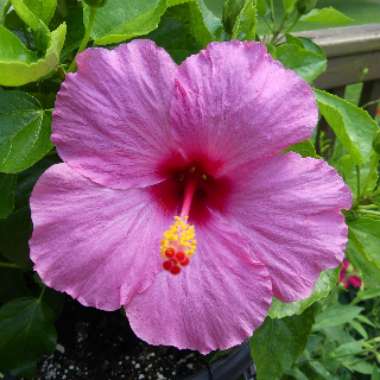 Tropical Hibiscus