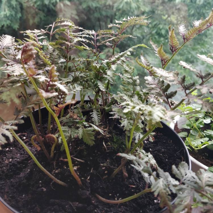 Plant image Athyrium niponicum 'Red beauty'