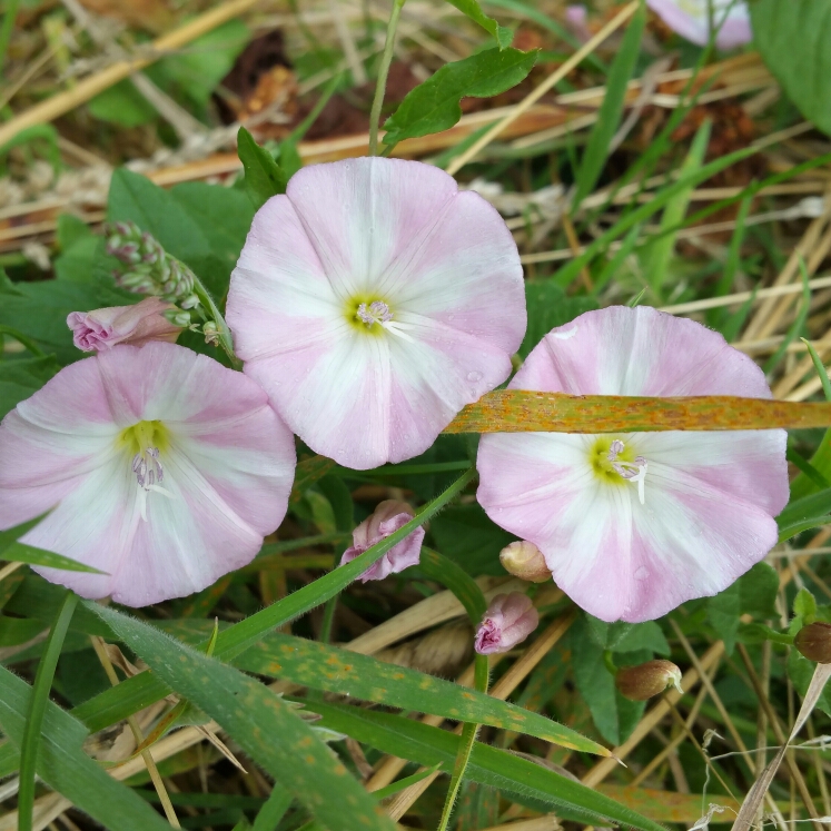 Plant image Ipomoea carnea