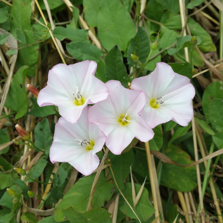 Plant image Ipomoea carnea