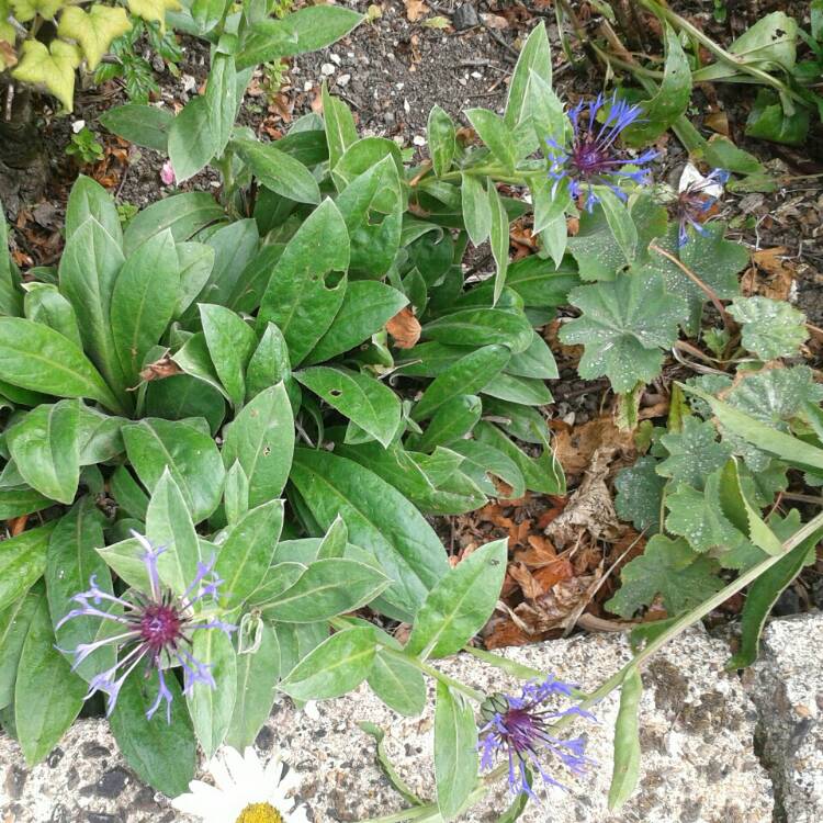 Plant image Agapanthus 'Charlotte'