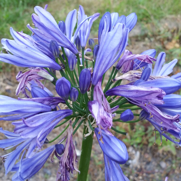 Plant image Agapanthus 'Charlotte'