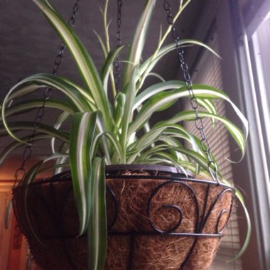 Spider Plant 'Vittatum'