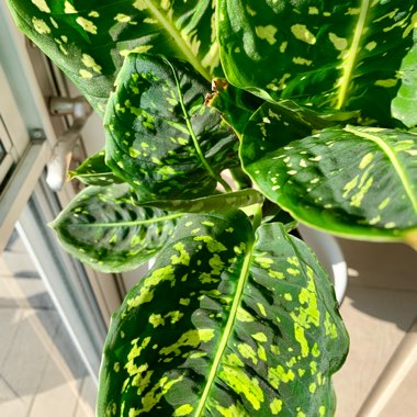 Dieffenbachia ‘Reflector'