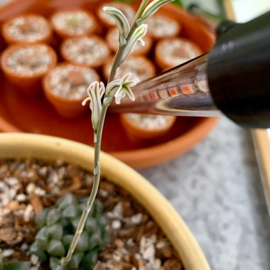 Haworthia Cooperi