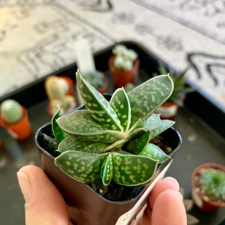 Plant image Gasteria bicolor var. 'Liliputana'