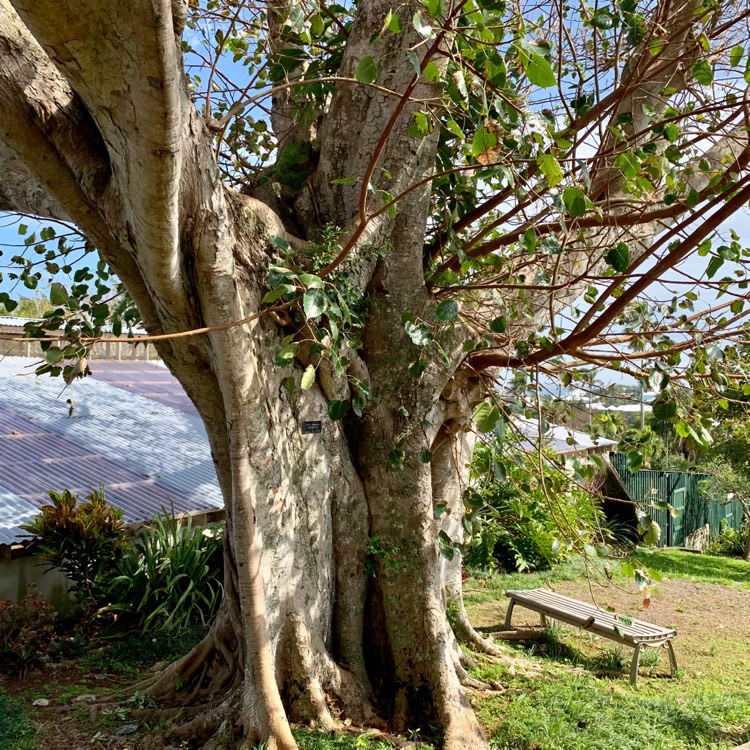 Plant image Ficus Religiosa