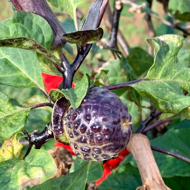 Datura Metel 'Ballerina Purple'