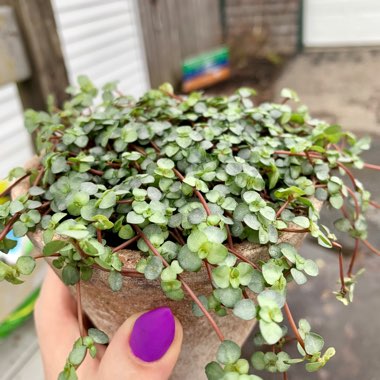 Pilea glauca 'Red Stem Tears'