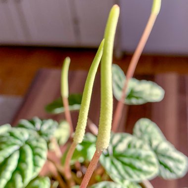 Peperomia caperata 'Silver Ripple'