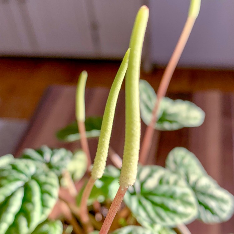 Plant image Peperomia caperata 'Silver Ripple'