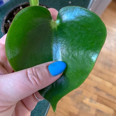 Peperomia polybotrya 'Raindrop'