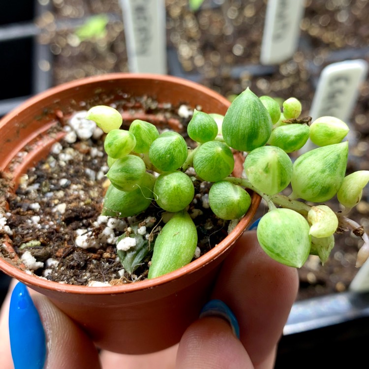 Plant image Senecio Citriformis